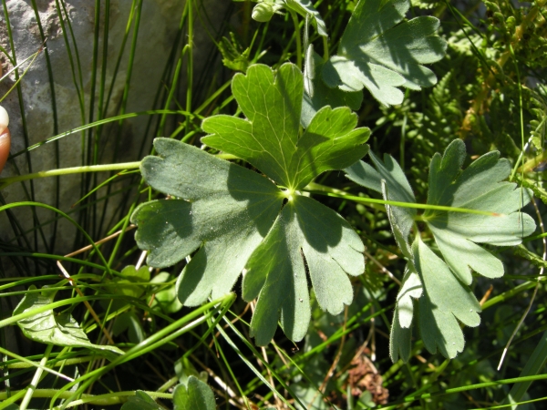 Aquilegia magellensis /  Aquilegia magellense